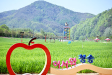 산소카페 청송정원, 초록 향연 청보리로 새단장