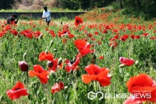 [포토] 괴산군 홍범식 고택 일원 양귀비 꽃 만개