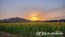 충주시 탄금공원, 지금 청보리로 초록빛 물결 가득