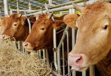 충북 청주 한우농장 2곳서 구제역 추가 의심사례 발생