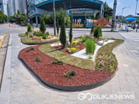 [포토] 용인시 기흥구 교통섬 정원처럼 꾸며