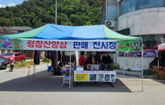 용평면, 장평5일장 평창산양삼 전시판매 행사 실시