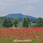 [포토] 자라섬 남도 꽃정원에 가면