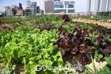 [포토] 도시농부들로 바쁜 시흥시 월곶동 공영도시농업농장