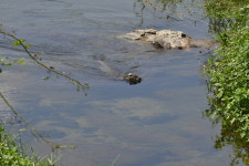 대전의 허파 갑천, 5일 국가습지보호지역 지정 고시