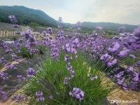 [포토] 정읍시 허브원 라벤더 농원