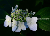 [국제포토] 햇살아래 산수국