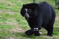 어슬렁어슬렁 안경곰