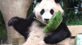 TV동물농장 레트리버 막내 제리·푸바오 여름나기·개 도살장의 민낯