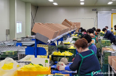 경주 이사금 멜론, 홍콩 첫 수출길 올라