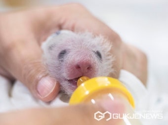 [포토] 검은 무늬가 나타난 에버랜드 '쌍둥이 판다'