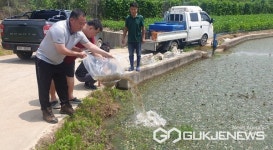 충주시, 생태계 복원 위해 대륙송사리 방류