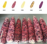 강릉시 브랜드화 나선 강릉달밤 옥수수