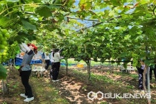 영동읍사무소, 농촌일손돕기 구슬땀