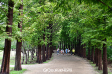 [국제포토] 즐거운 가족나들이, 메타세콰이아 길 걸으며