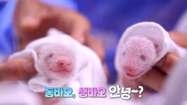 TV동물농장 아이바오 쌍둥이 자매 육아기·하반신 마비 고양이 등 소개