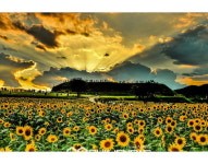 연천군, 자연과 역사의 도시... 통일바라기 축제 등 다채로운 가을 축제 풍성