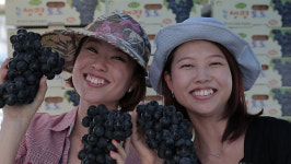 청주시 청원생명포도 홍보·판촉행사