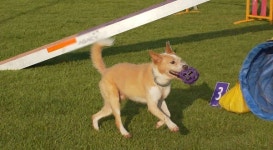 SBS TV동물농장, 은퇴를 앞둔 독 스포츠 챔피언 자몽이의 새로운 도전