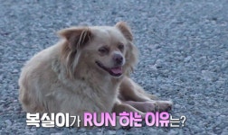 TV동물농장 독스포츠챔피언 자몽이·카페 폭군 까마귀·도둑젖 복실이 소개