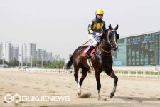 역대급 해외 경주마에 대항하는 한국의 주요 경주마 소개