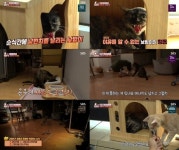 [SBS TV동물농장] 예민냥 낮밤이의 변화, 최고 시청률 2049 3.2%!