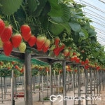 영동군, 스마트 경영실습 임대농장 청년농업인 모집