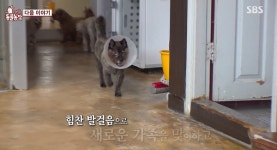 TV동물농장 소문난 수영중독 모찌·왕따 고양이 쵸파·얼굴 없는 개 포천이