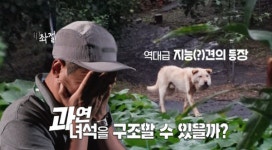 TV동물농장 유기견 부부 하찌 복실이·식탐냥 미아·목졸린 백구