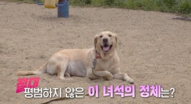 TV동물농장 24일 방송시간 변경...HOT도그 로이·뿌엉이 정체·의문의 꽃사슴 소개