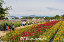 양주시, 천만송이 천일홍 축제...가을 푸른 하늘 아래, 형형색색의 군무를 이루다