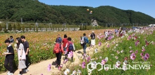 한가위 연휴 낀 하동 북천 코스모스·메밀꽃 축제 지역경제 활성화 일익 담당