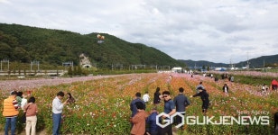 한가위 연휴 낀 하동 북천 코스모스·메밀꽃 축제 지역경제 활성화 일익 담당