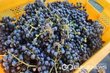 음성 소이면 충도3리 상향전마을, 머루 수확하고 와인 담그고