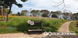여주시 금은모래강변공원 내 코스모스 꽃밭 완연한 가을 내음 선사
