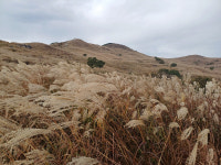 2023 황매산 억새축제 개화현황은? 주차장·포토존 알아보기