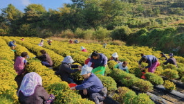 산청지역자활센터, 국화 수확 시작