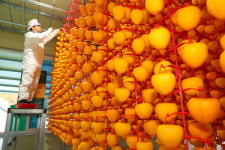 산청군, 곶감 말리기 한창