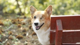 동물극장 단짝 밤 농원 키다리 아빠와 코기 가족이야기