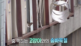 TV동물농장 영업묘 방울이·5층 냥이들의 비밀·안 잡히는 똘이