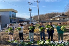 보은 관기초등학교, 학교 텃밭서 배추 수확 기쁨