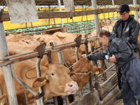 강화군, 소 럼피스킨 발생 농가 이동 제한 해제