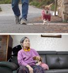 TV 동물농장 비정상적으로 얼굴 부은 백호와 혹 떼어낸 봉희