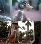 TV동물농장 택배 물류센터 고양이 도적단·자아도취 오리 청둥이