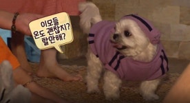 TV동물농장 찜질 중독견 보리·배수로 갇힌 고양이 사연