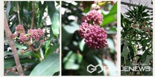 대구시 수성구청, 매호동 생각을 담는 정원...힐링장소로 각광 큰 호응