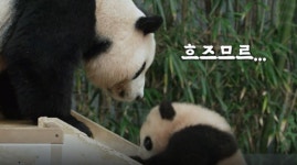 TV동물농장 들개 이산가족·바오 패밀리·프로탈출러 호롱이 소개