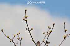 [국제포토] 봄의 노래 & 부천상동호수공원