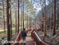 부산 동구, 구봉산 치유숲길 노후 나무 난간길(데크로드) 교체 완료