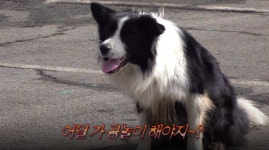 TV동물농장 1161회 민원씨와 5코기 반려라이프·의문의 보더콜리 소개